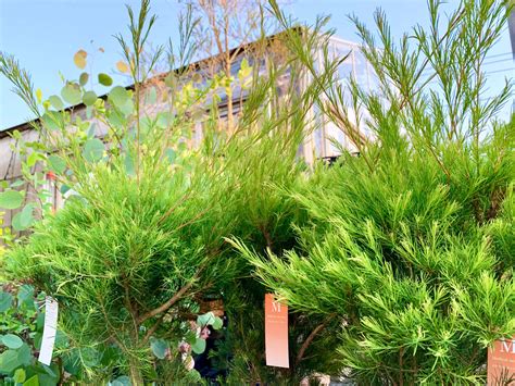 植栽 種類|庭木におすすめの常緑樹38種！低木、中木、高木、花木、果樹、。